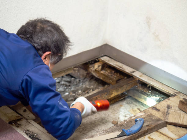 Best Post-Remediation Services in Carteret, NJ