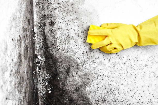 Best DIY Mold Remediation Support Services in Carteret, NJ