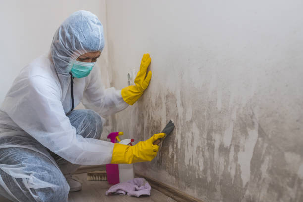 Best Emergency Mold Remediation in Carteret, NJ