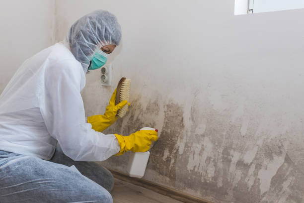 Trusted Carteret, NJ Mold Remediation Experts
