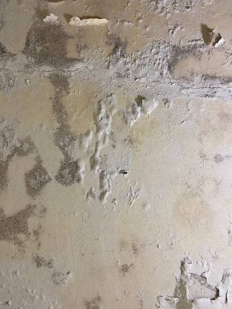 Best Insurance-Related Mold Remediation in Carteret, NJ