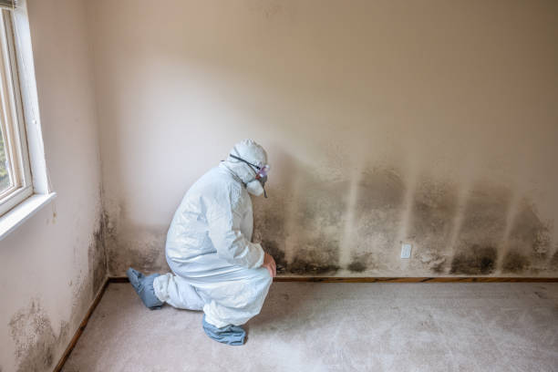 Best Preventive Mold Services in Carteret, NJ