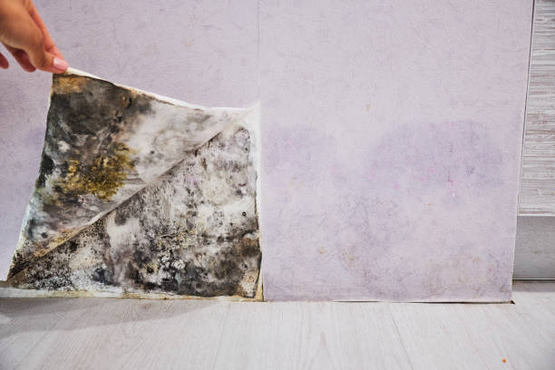 Best Mold Testing and Inspection Services in Carteret, NJ